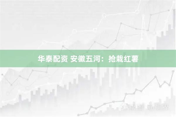 华泰配资 安徽五河：抢栽红薯